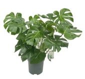 Монстера Делициоза d30 см h110 см тип 2