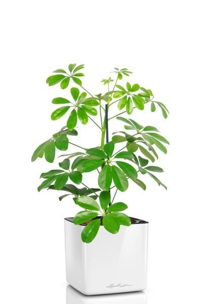 Шеффлера Нора 12/40 см в CUBE GLOSSY 14