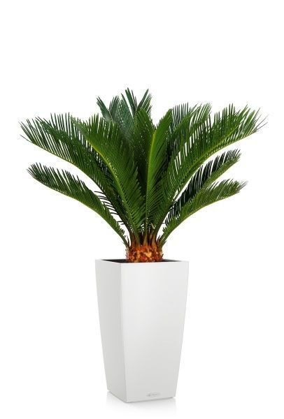 Цикас в CUBICO COLOR 30 Цикас в CUBICO COLOR 30