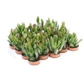 Крассула денежное дерево Gollum d5.5 см h10 см