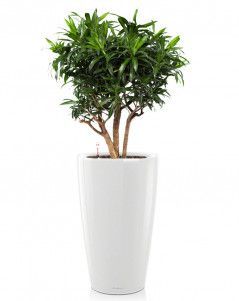 Драцена Песнь Ямайке в RONDO 40 140 см