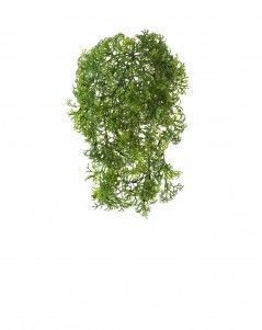 Ватер-грасс (Рясковый мох) куст зелёный