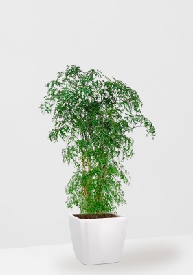 Полисциас Фрутикоза 27/140 см в QUADRO LS 35 Полисциас Фрутикоза 27/140 см в QUADRO LS 35