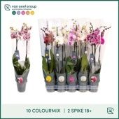 Фаленопсис 2 ствола Mix 10 Colours 18+ (van Geel) d12 см h65 см