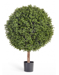 Самшит Шар-Гигант уличный