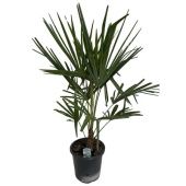 Трахикарпус Форчуна d26 см h110 см