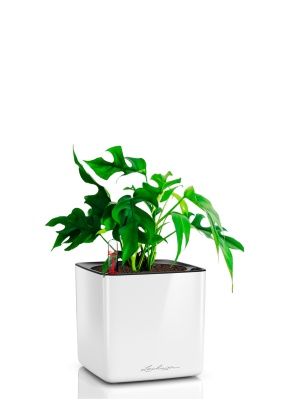 Монстера Рафидофора Минима 12/20 см в CUBE GLOSSY 16, белый блестящий