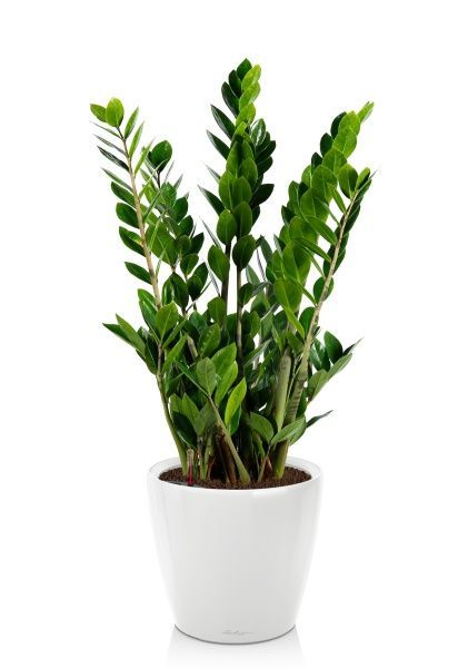 Замиокулькас 17/70 в CLASSICO LS 21