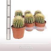 Эхинокактус Грузони d14 см h20 см Эхинокактус Грузони d14 см h20 см