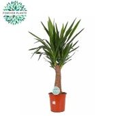 Юкка Maya Tree d24 см 110 см Юкка Maya Tree d24 см 110 см