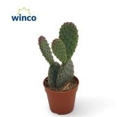 Опунция Microdasys Rufida d5.5 см h15 см