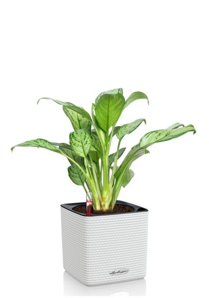 Аглаонема Мария Кристина в CUBE COLOR 14