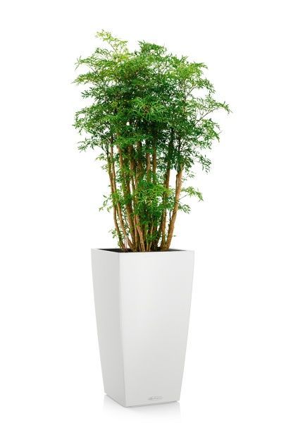 Полисциас Фрутикоза в CUBICO COLOR 30