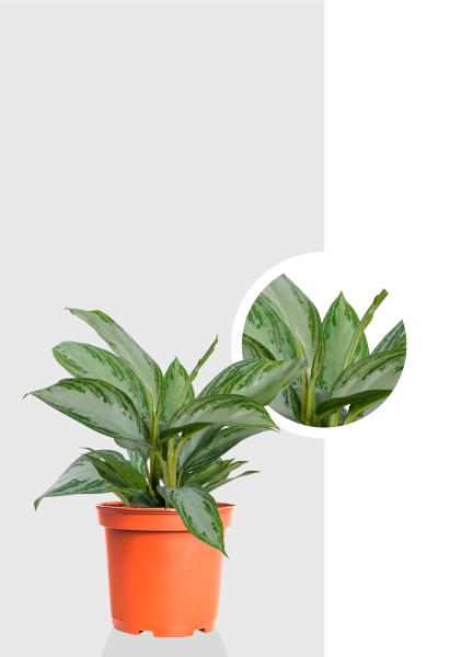 Аглаонема Сильвер Бей 12/35 см