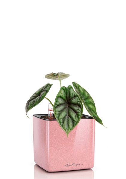 Алоказия Драгон Скейл 12/25 см в CUBE GLOSSY KISS 14 Алоказия Драгон Скейл 12/25 см в CUBE GLOSSY KISS 14