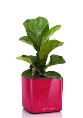 Фикус Лирата Бамбино 12/30 см в CUBE GLOSSY KISS 14, вишнево-розовый блестящий