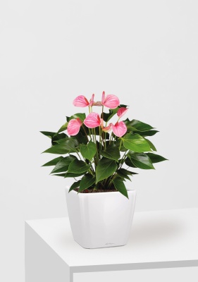 Антуриум Андрианум розовый 17/60 см в QUADRO LS 21, белый блестящий