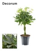 Шеффлера Компакта косичка (decorum) d17 см h55 см Шеффлера Компакта косичка (decorum) d17 см h55 см