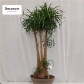 Нолина бранч d60 см h210 см Нолина бранч d60 см h210 см