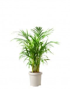 Хризалидокарпус Арека 21/120 см