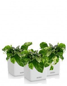 Набор сциндапсусов CUBE COLOR 14/20 см Белый