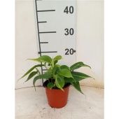 Филодендрон Сканденс Бразил d12 см h25 см тип 2 Филодендрон Сканденс Бразил d12 см h25 см тип 2