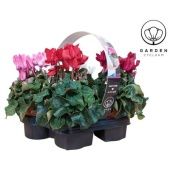 Цикламен Garden Mix 4-pack d10.5 см h22.5 см