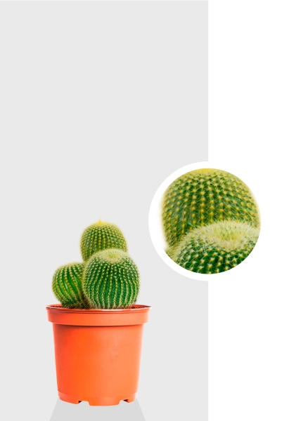 Кактус Пародия Ленингхауза 12/20 см