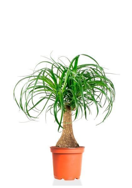 Нолина на стволе 21/70 см Нолина на стволе 21/70 см