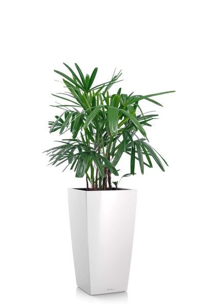 Рапис 21/90 см в CUBICO 30