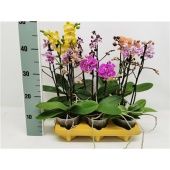 Фаленопсис 2 ствола Multi Mix 22+ (phalaenova) d12 см h40 см Фаленопсис 2 ствола Multi Mix 22+ (phalaenova) d12 см h40 см