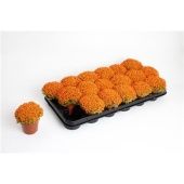 Нертера d8.5 см h15 см