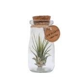 Тилландсия Cilinder Bottle Small d5 см h15 см