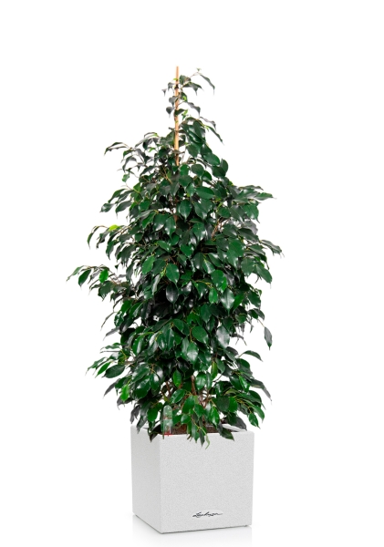 Фикус Бенджамина Даниэль 27/120 см в CANTO STONE LOW 30 Фикус Бенджамина Даниэль 27/120 см в CANTO STONE LOW 30