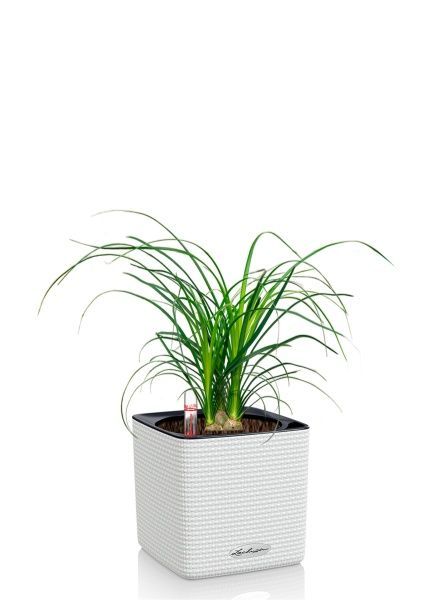 Нолина 3 луковицы 12/30 см в CUBE COLOR 14