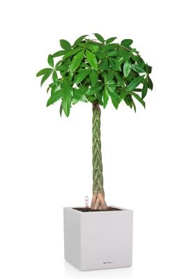 Пахира Акватика 27/150 см в CANTO STONE LOW 40, песочный белый