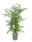 Хамедорея Сейфризи Зейфрица d27 см h150 см