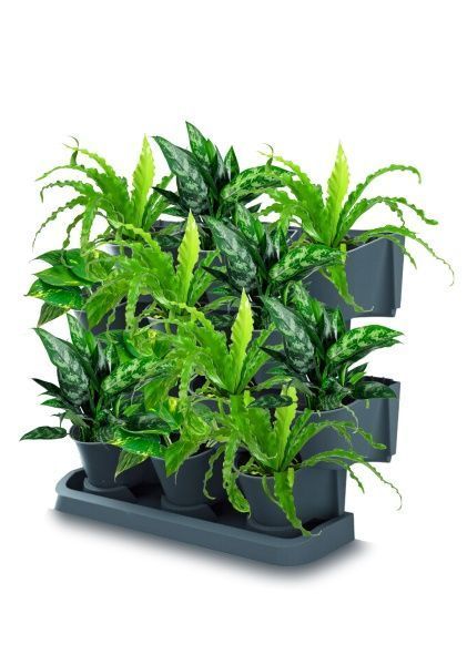 Набор растений "Зеленая стена 2" Набор растений "Зеленая стена 2"