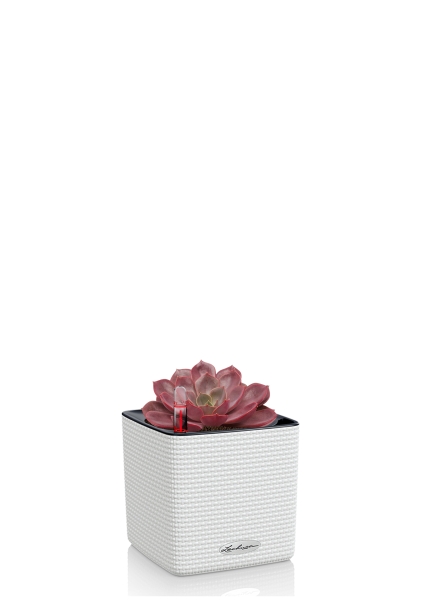 Эхеверия Меджик Парел 12/16 см в CUBE COLOR 14 Эхеверия Меджик Парел 12/16 см в CUBE COLOR 14