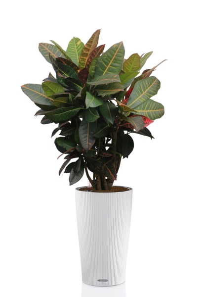 Кротон Миссис Айстон 17/65 см в CILINDRO 23