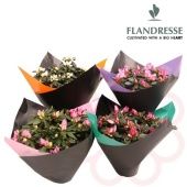 Азалия Фландрес 12/25 см Азалия Фландрес 12/25 см