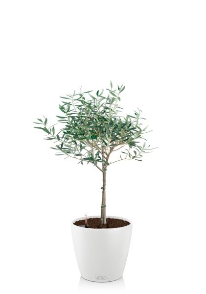 Олива 19/90 в CLASSICO COLOR 28 Олива 19/90 в CLASSICO COLOR 28