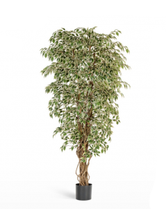 Гавайский Фикус Лиана пёстролистный