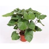 Хомаломена Rubescens Maggy d34 см h120 см