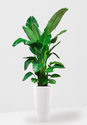 Стрелиция Николай 30/180 см в RONDO 40