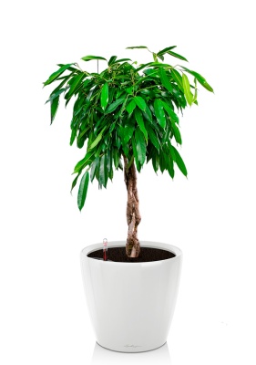 Фикус Амстел Кинг переплетенный 30/140 см в CLASSICO LS 28, белвй блестящий Фикус Амстел Кинг переплетенный 30/140 см в CLASSICO LS 28, белвй блестящий