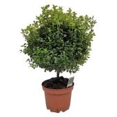 Мирсина африканская d15 см h40 см