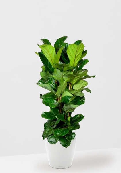 Фикус Лирата 3 ствола 34/150 см в CLASSICO LS 43