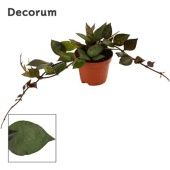 Хойя Krohniana Black Leaves (decorum) d6 см h2.5 см