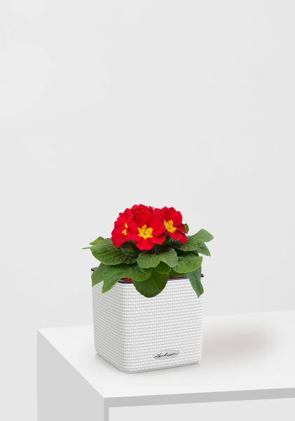 Примула 12/30 см в CUBE COLOR 14 Примула 12/30 см в CUBE COLOR 14